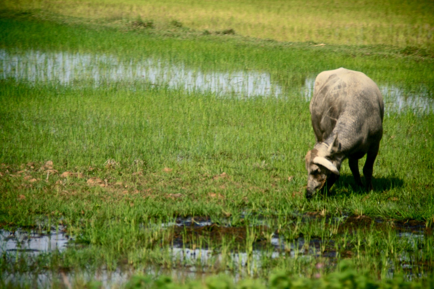 Water buffalo in Pursat province (Photo by Jenny Holligan)